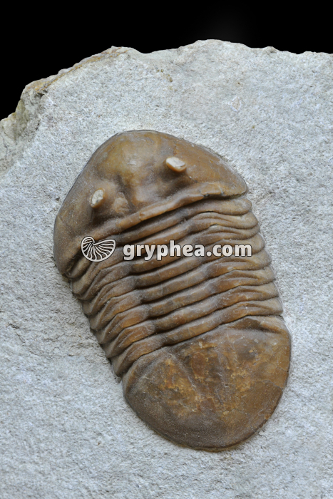 Trilobite (Asaphus) - gryphea.org